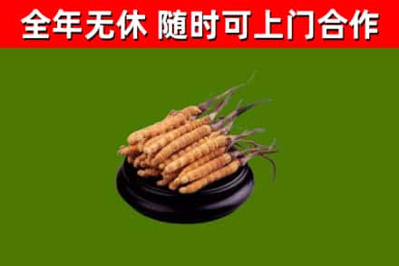 神农架烟酒回收冬虫夏草.jpg