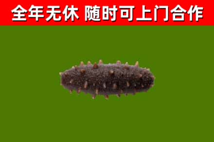 神农架烟酒回收干海参.jpg